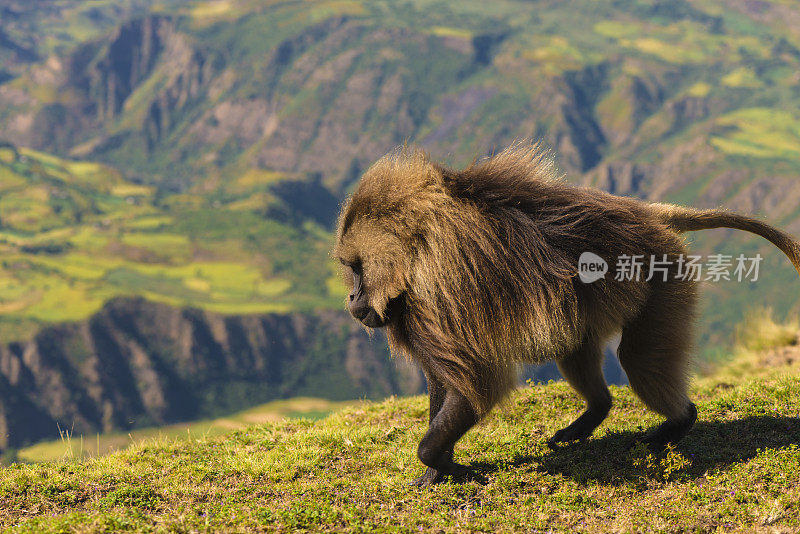 半明山的狒狒