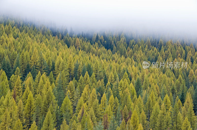 蒙大拿西部的落叶松森林