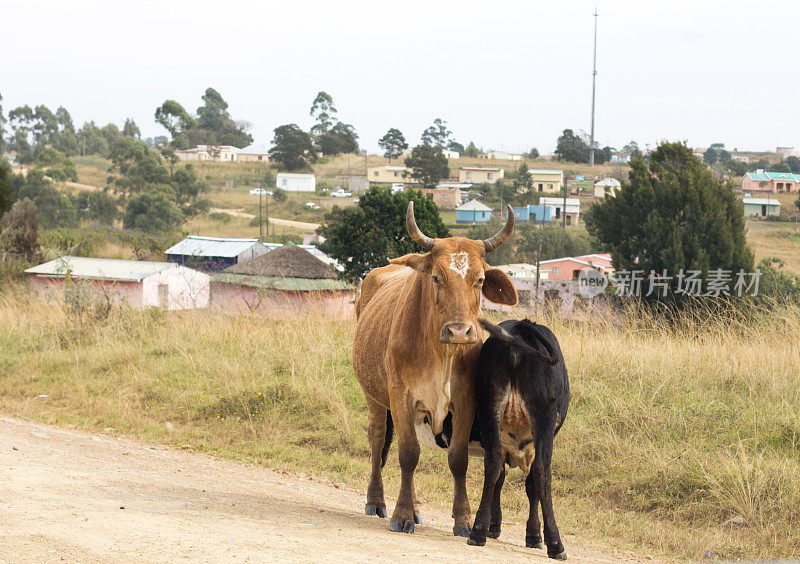 南非夸祖鲁-纳塔尔省的牛
