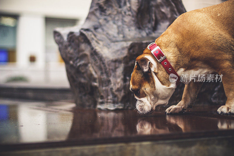 斗牛犬在户外喝雨水的肖像，特写