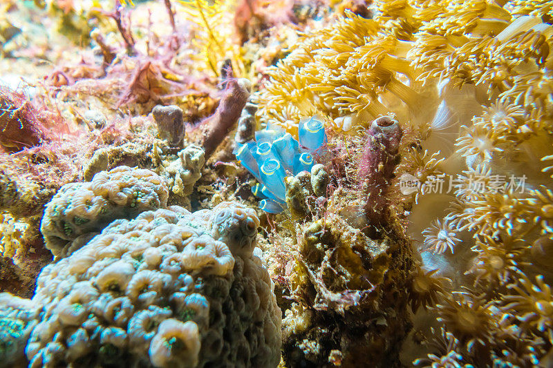 彩色珊瑚礁上的被膜类