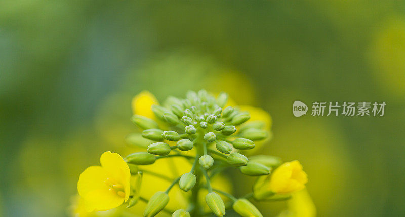 近油菜花芽