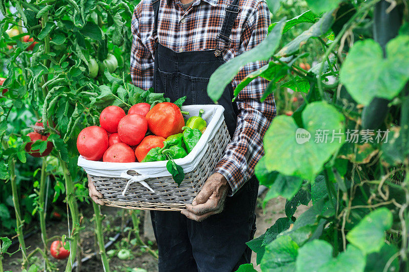 正在摘菜的老农