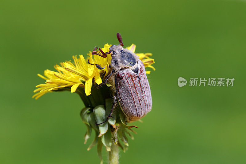 五月虫。