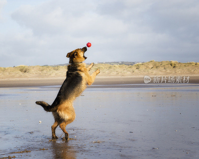 在海滩上追逐球的德国牧羊犬