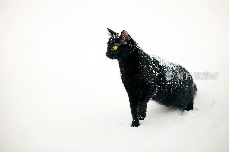 雪地上的黑猫