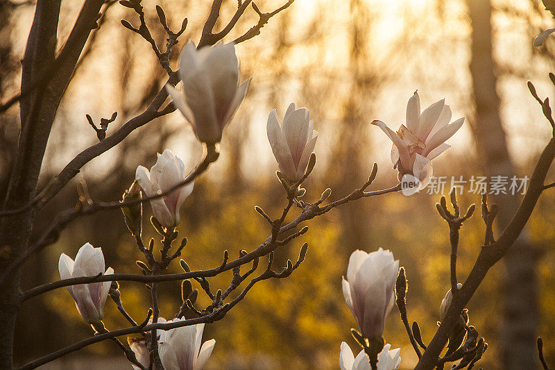 木兰的花