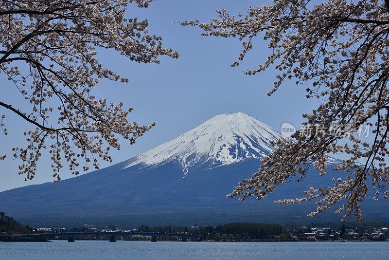 富士山和川口湖的樱花