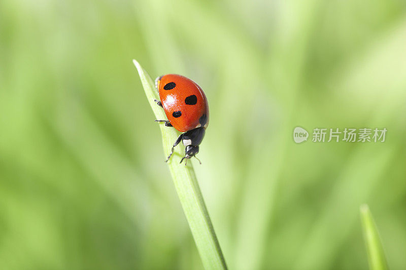 绿草上的瓢虫