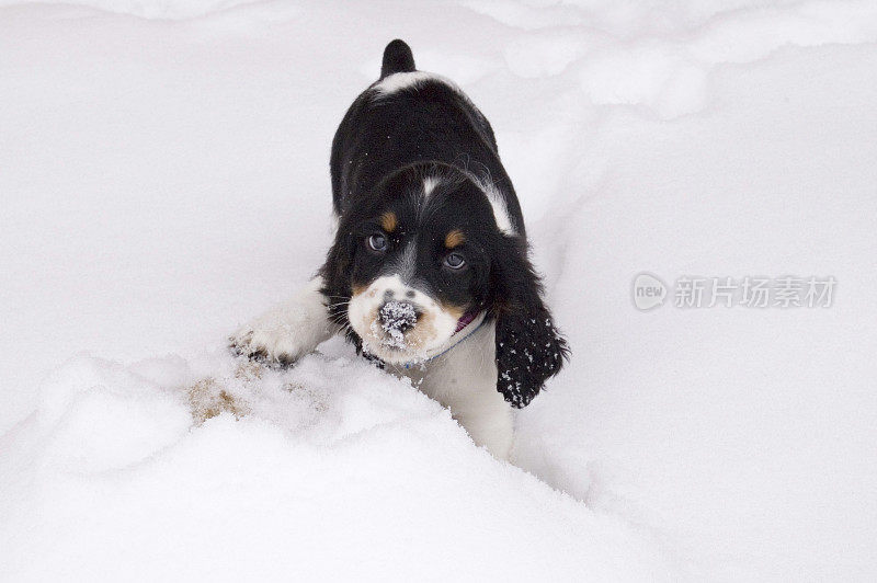 雪中的小狗