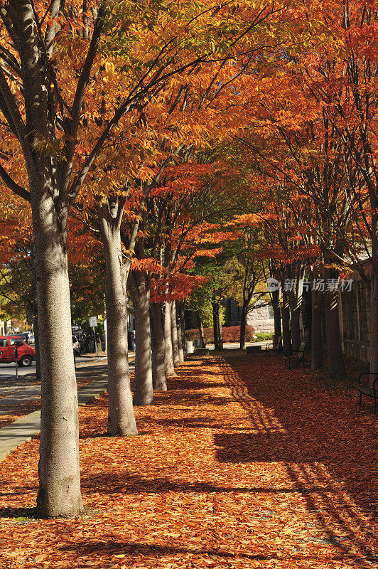 秋天的街头漫步