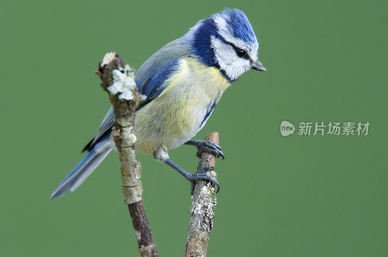 小枝上的蓝山雀