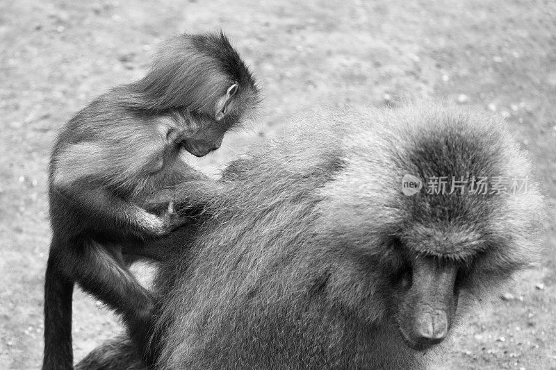 小狒狒在妈妈的背上，黑白相间
