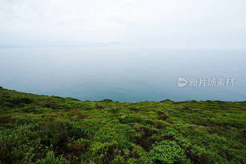 沿海植物