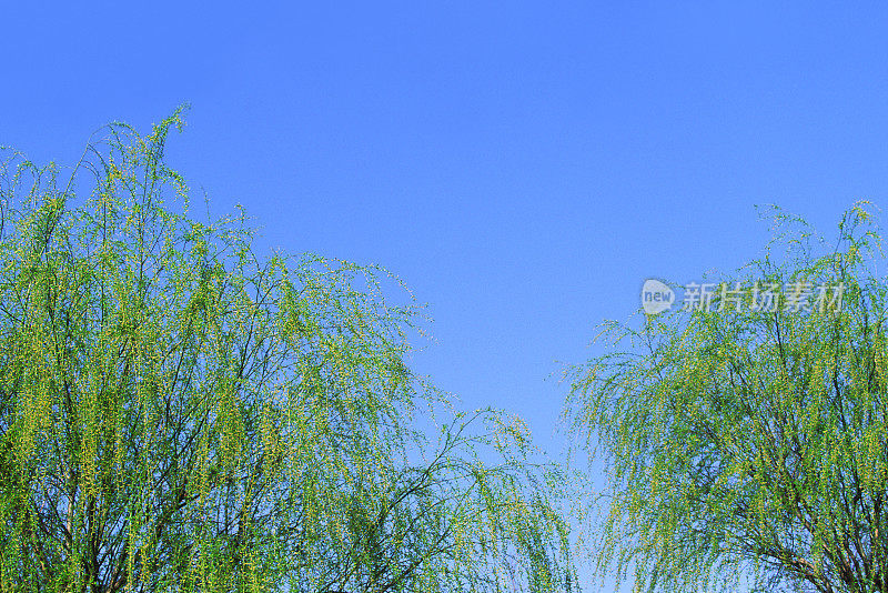 树木映衬着蓝天