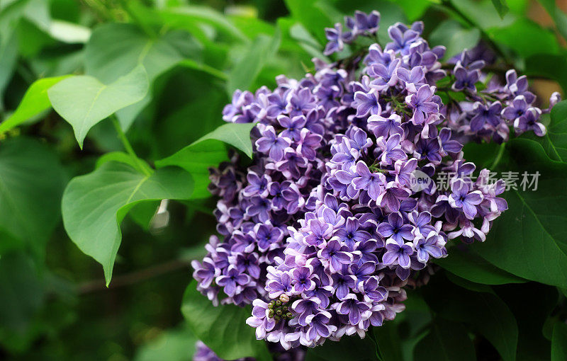 绿色的叶子上镶嵌着紫色的紫丁香花。