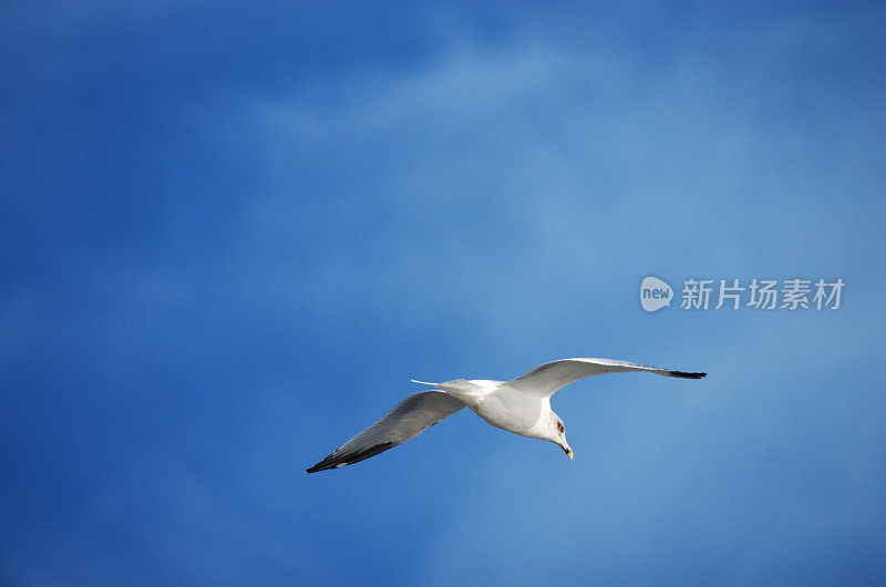 海鸥迎蓝天飞翔