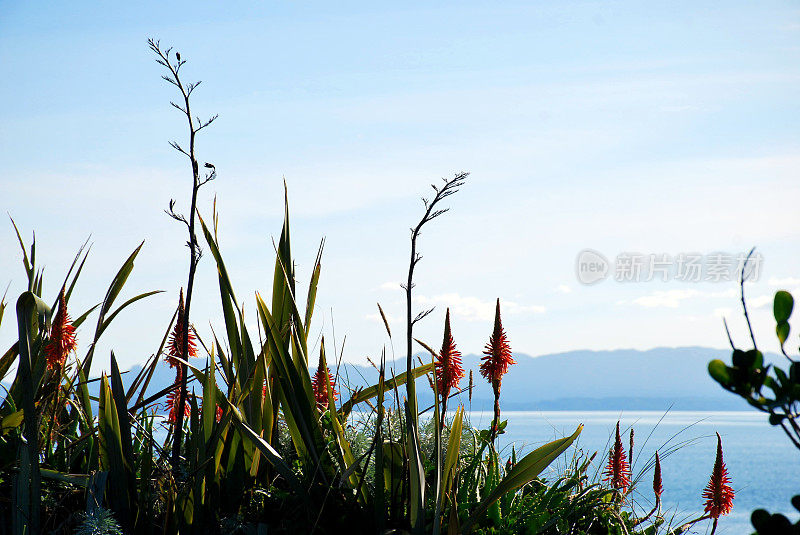 Harakeke(新西兰亚麻)和火炬百合海景