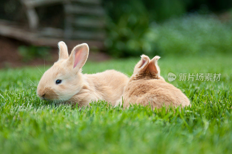 草丛里的两只佛兰芒巨兔宝宝。