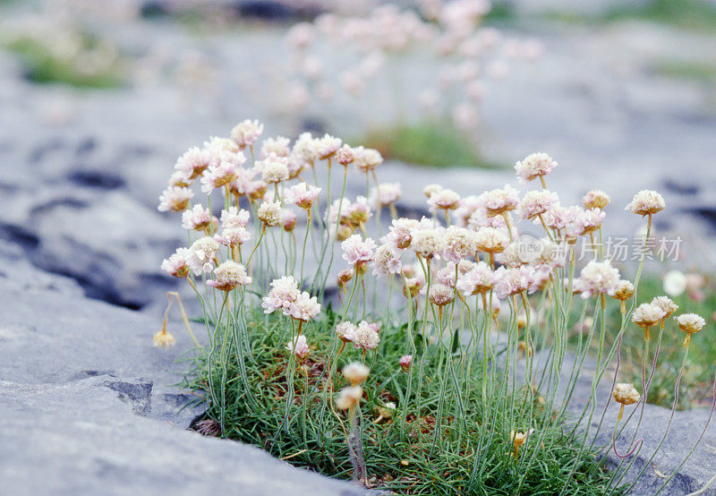 海粉节俭(美洲海洋)