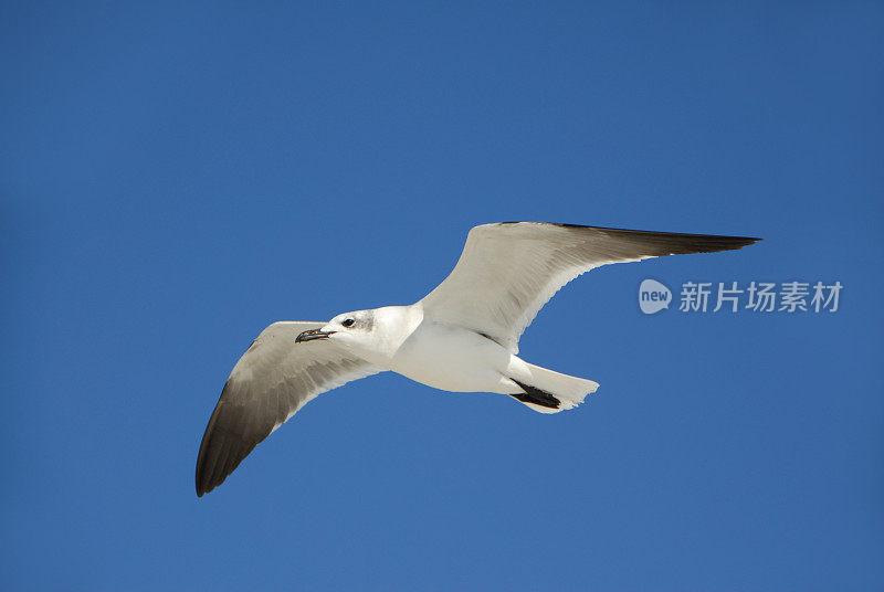 海鸥ξ