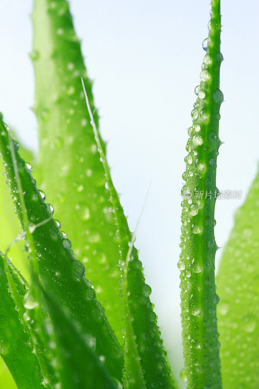 芦荟植物