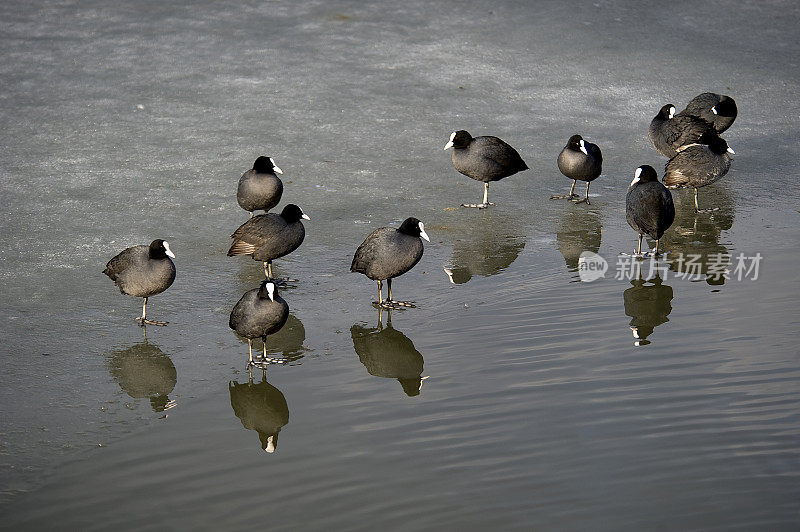 常见的傻瓜