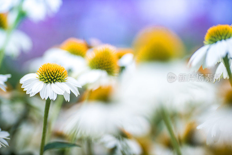 白色的松果菊