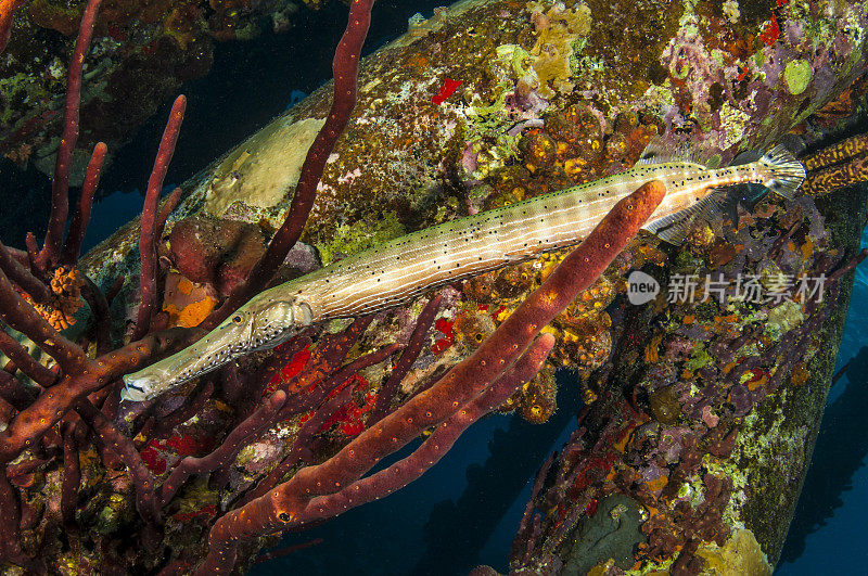 田园诗般的Trumpetfish