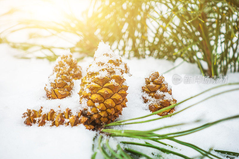 冷杉球果和树枝与雪花