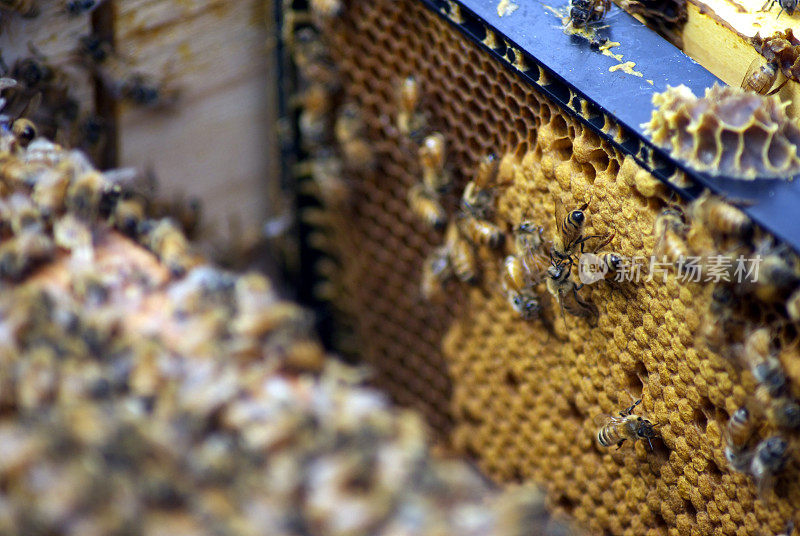 蜜蜂在蜂巢的蜜框上
