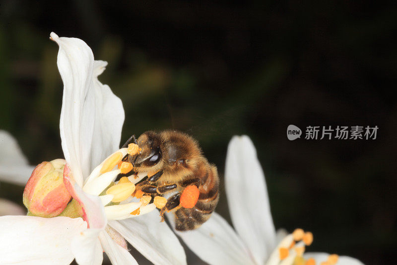 采集花粉