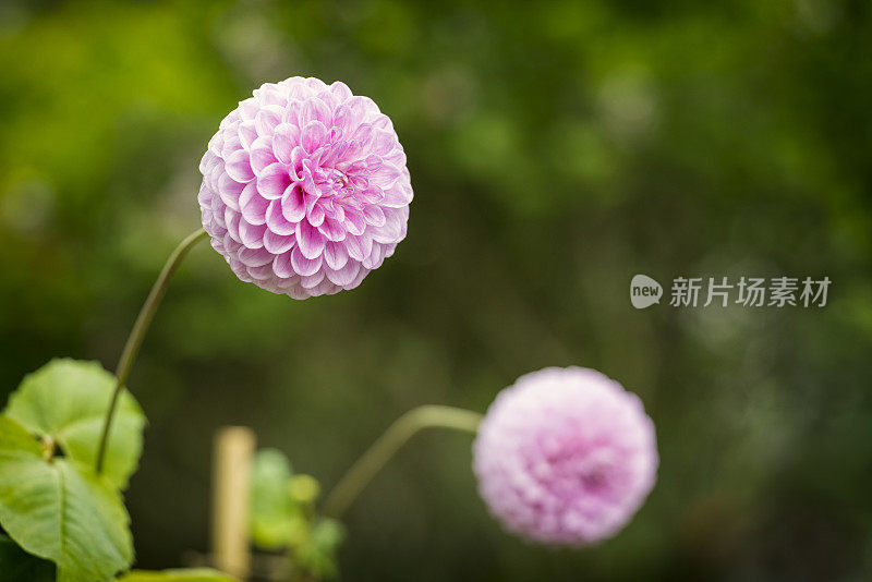 大丽花在花园里