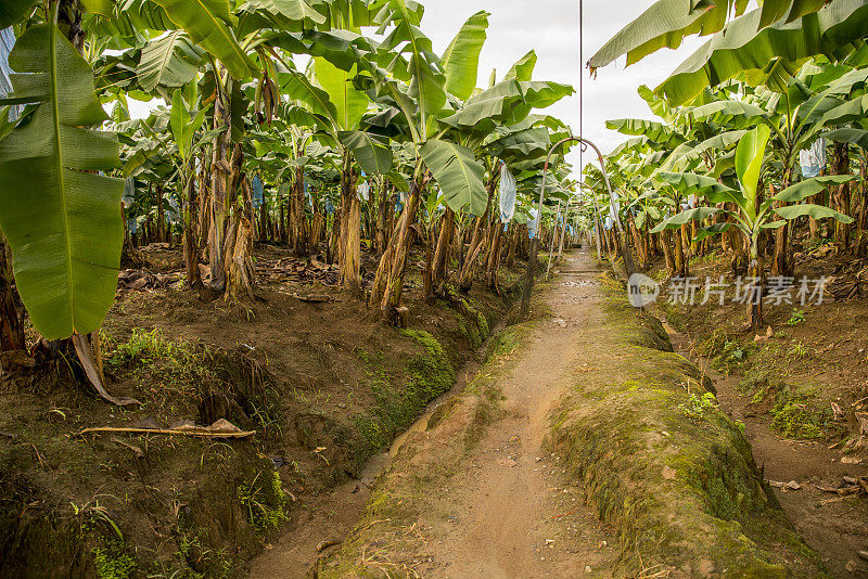 哥斯达黎加人行道上的香蕉种植园