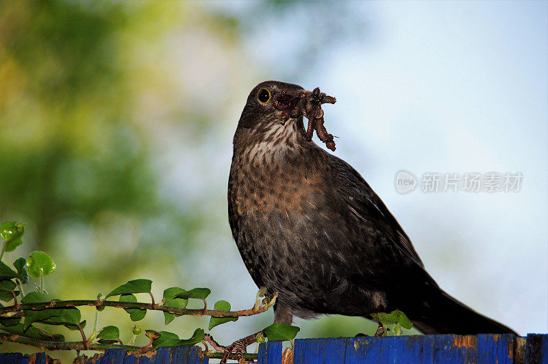 黑鸟提供食物
