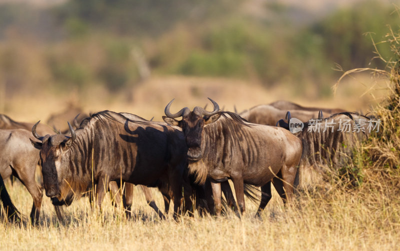 非洲坦桑尼亚塞伦盖蒂国家公园的角马群
