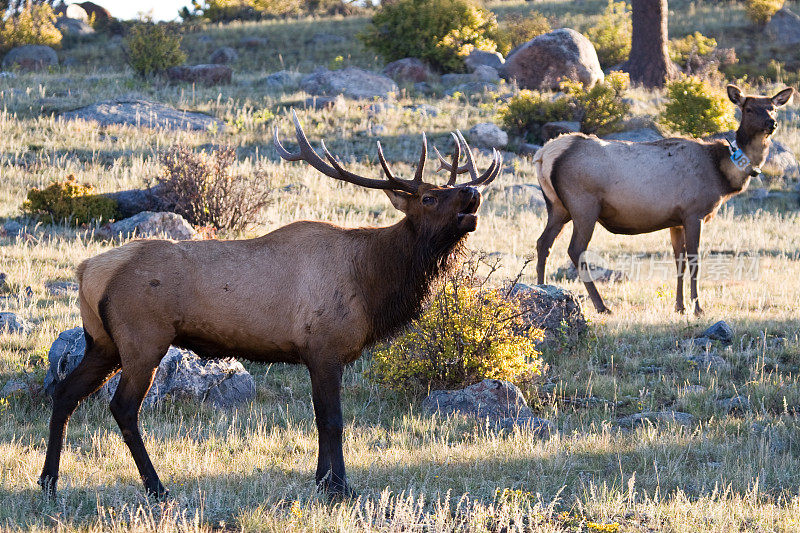 公牛和麋鹿，洛基山国家公园，科罗拉多州