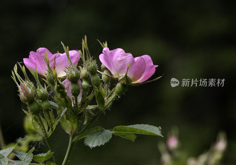 野玫瑰花蕾