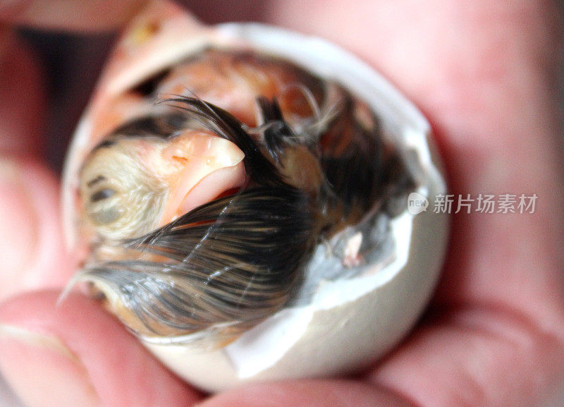 小鸡从蛋壳中孵化出来的画面