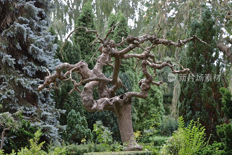 丹麦哥本哈根墓地上一棵可怕的、多节的老树