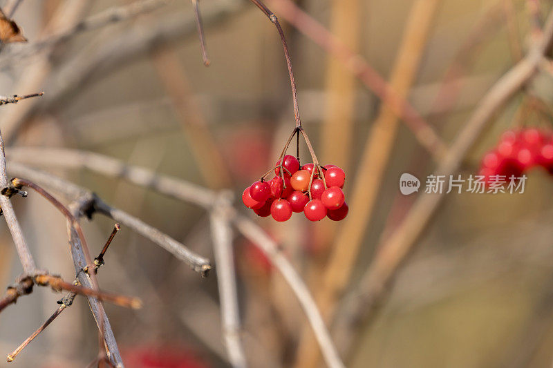 野黑樱桃