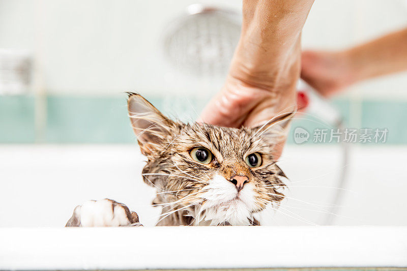 在浴缸里洗澡的猫