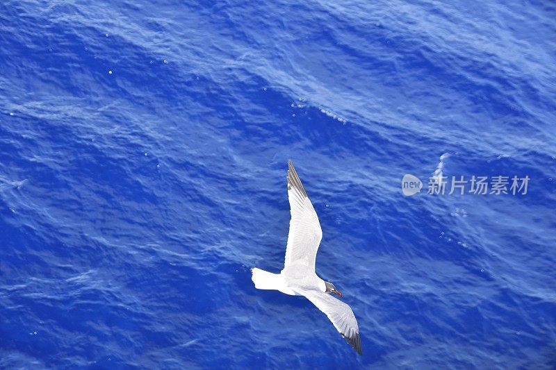 鸟从海上飞过