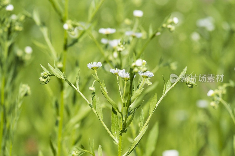 小白雏菊野花