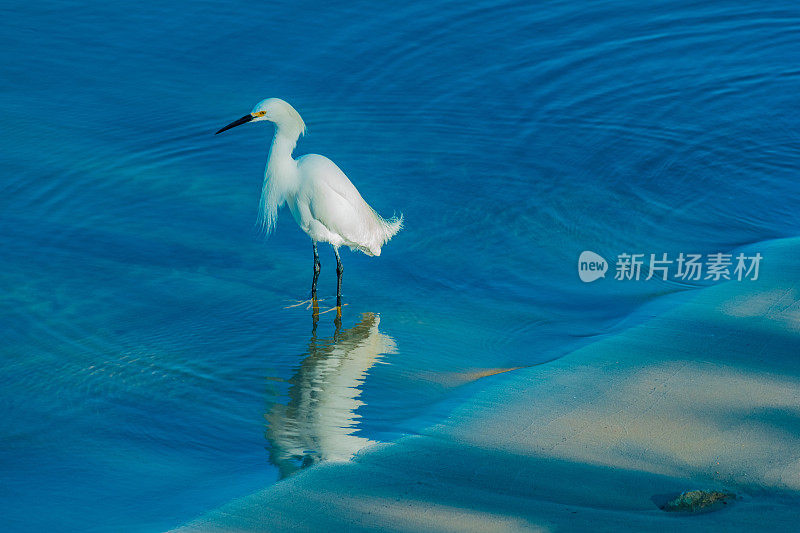 新港海滩，白鹭在浅水中涉水(P)