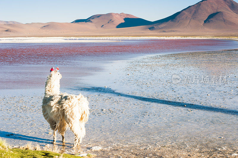 玻利维亚高原，拉古纳·科罗拉达的羊驼。