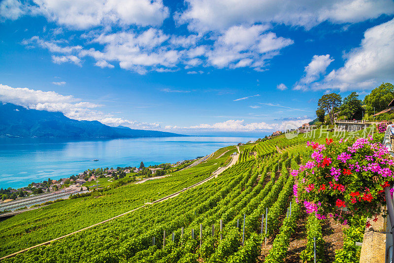 美丽的风景在拉沃葡萄酒区与日内瓦湖，瑞士