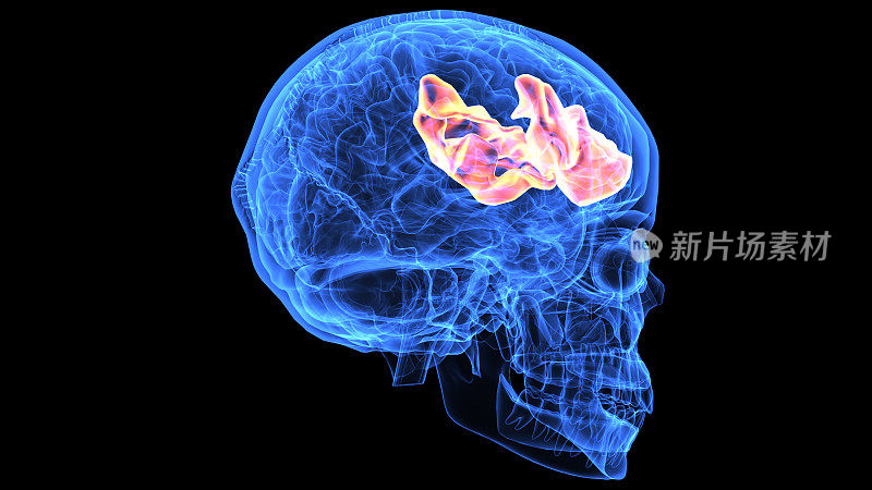人脑解剖部分的3d插图