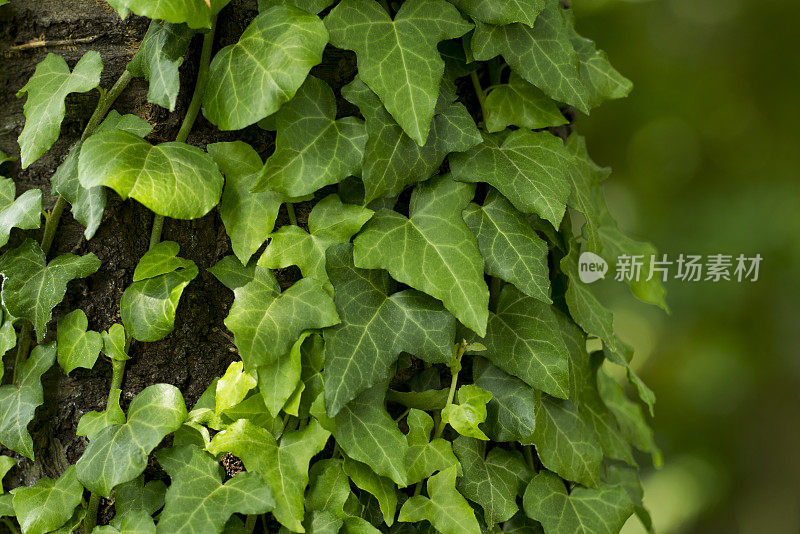 树干上的寄生植物