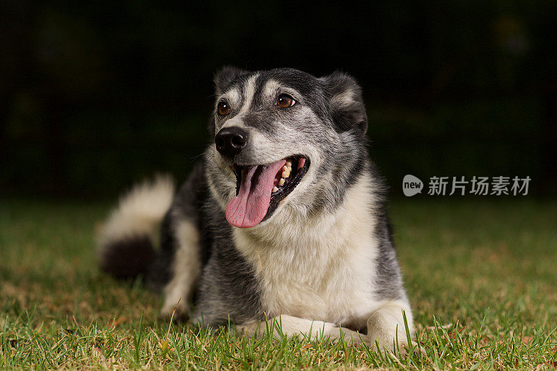 边境牧羊犬救援犬